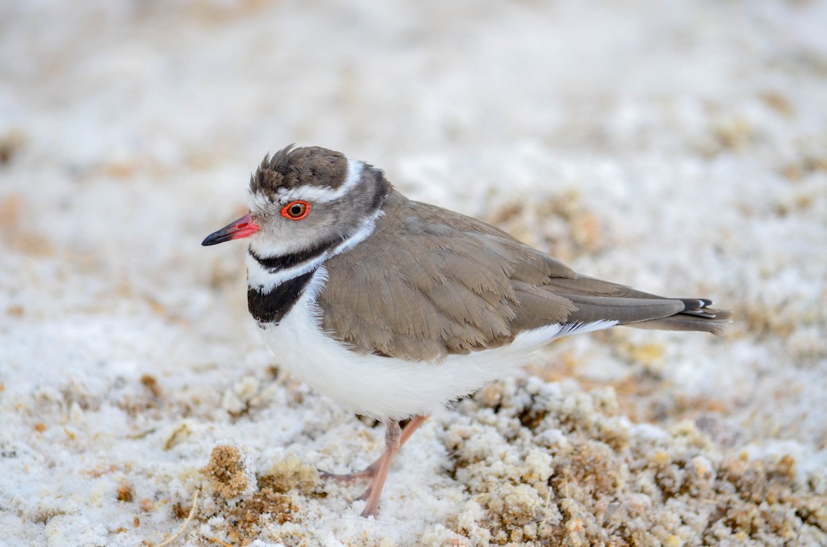 Three-banded Plover (African) - ML213543121