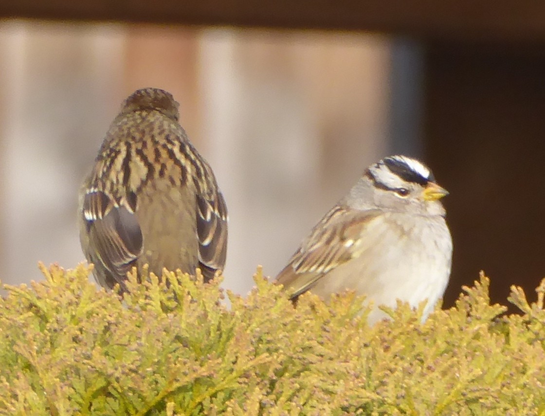 White-crowned Sparrow (pugetensis) - ML21354371