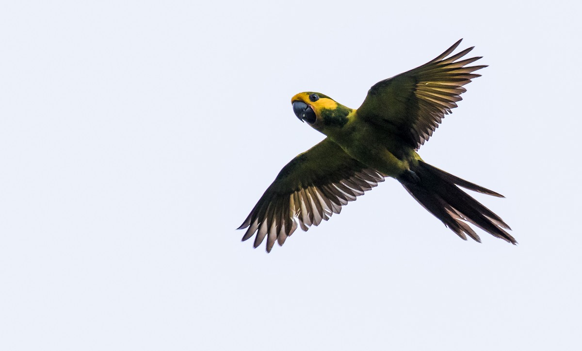 Yellow-eared Parrot - David Monroy Rengifo