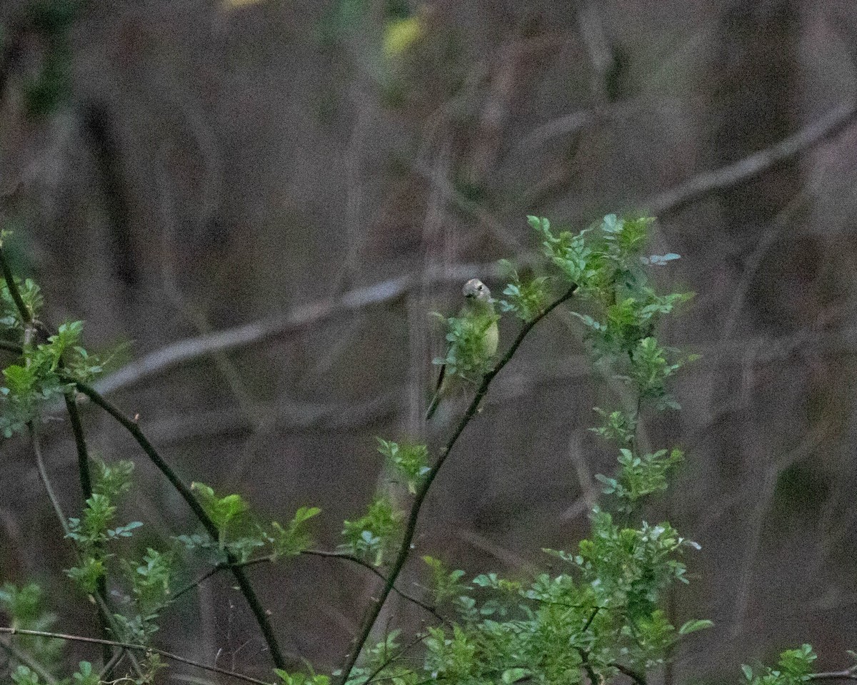 Orange-crowned Warbler - ML213546491