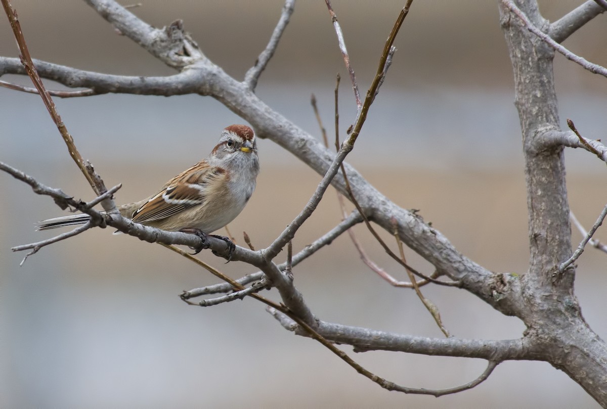 American Tree Sparrow - ML21354681