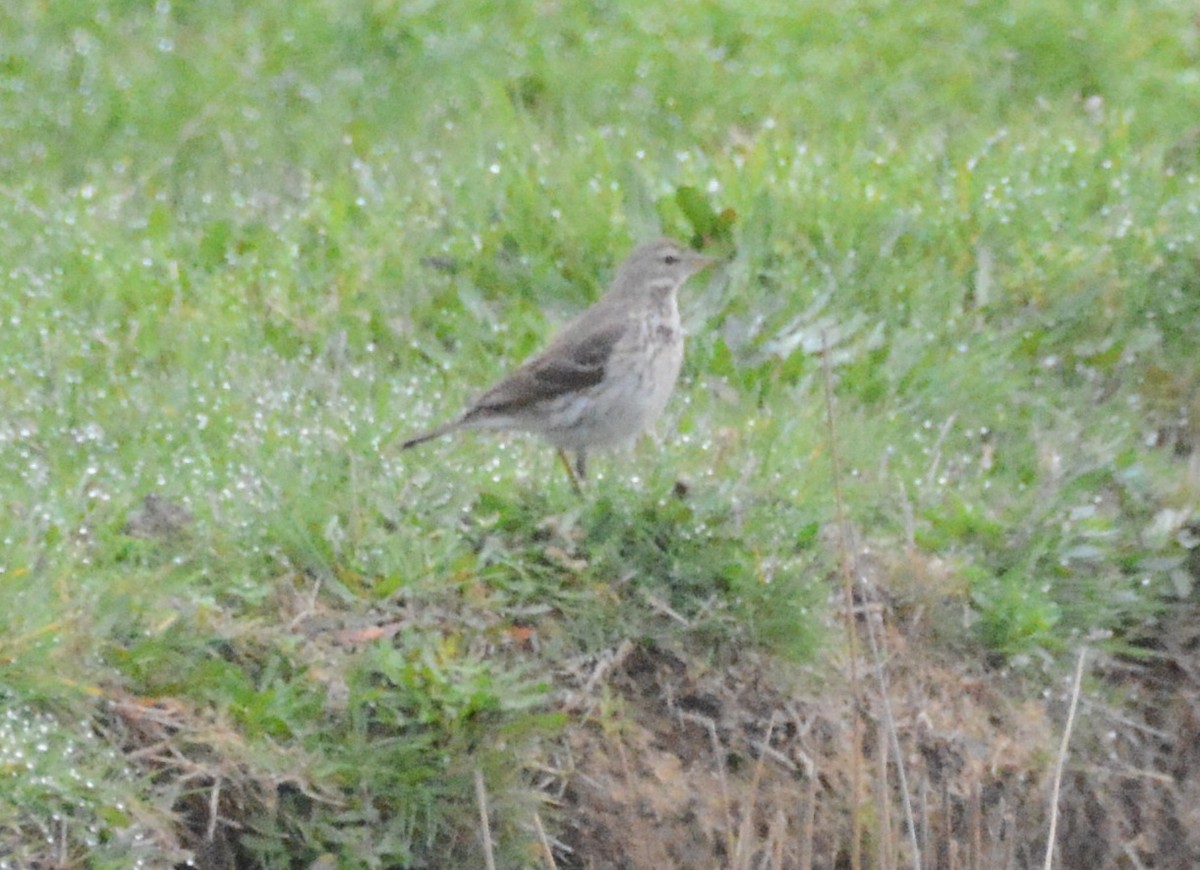 Water Pipit - ML213548321