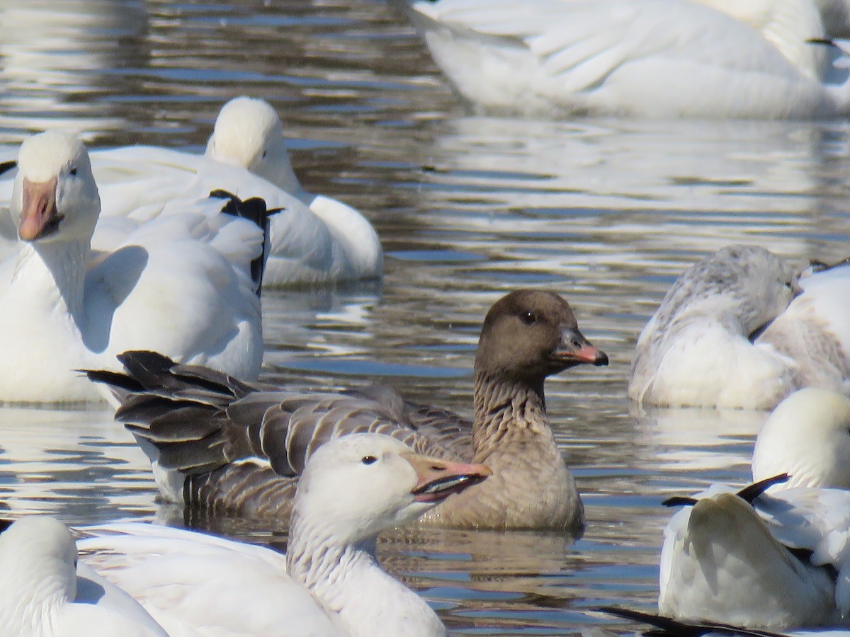 Pink-footed Goose - ML213549241