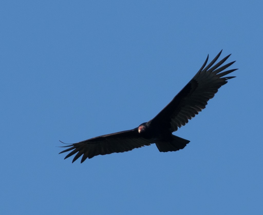 Turkey Vulture - ML213550831
