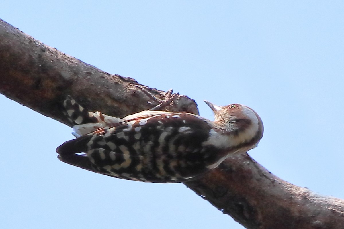 Brown-capped Pygmy Woodpecker - M B Das