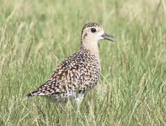 Pacific Golden-Plover - Patrick Finch