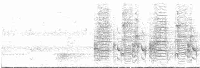 Лесной дронго (coracinus) - ML213554441
