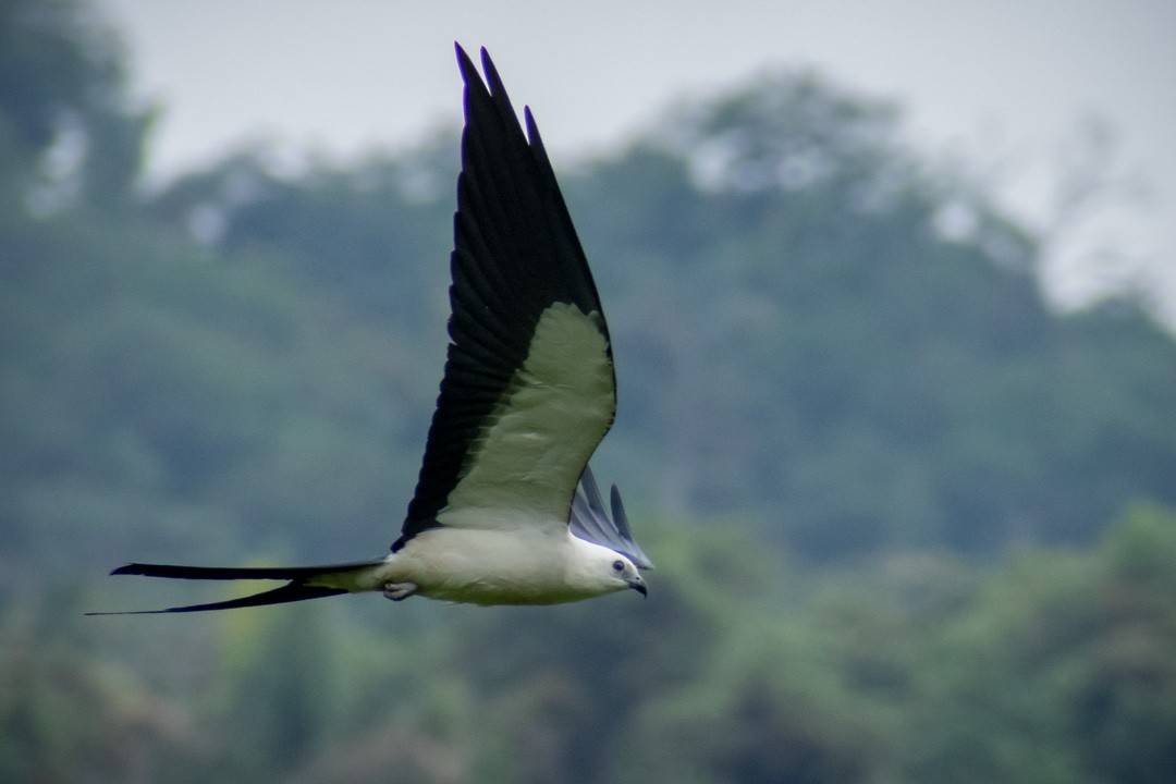 Swallow-tailed Kite - ML213554601