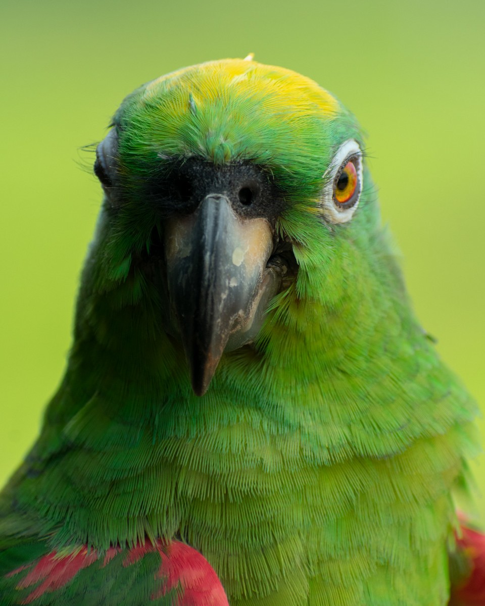 Yellow-crowned Parrot - ML213554941