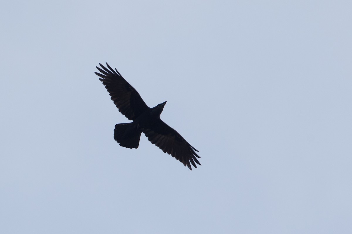 Common Raven - ML21355601