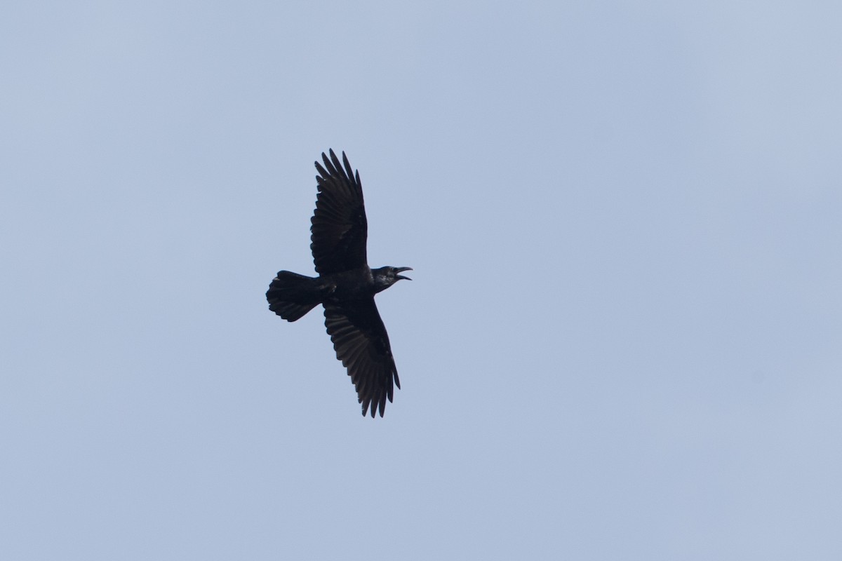 Common Raven - ML21355611