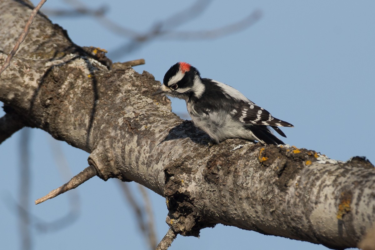 Downy Woodpecker (Eastern) - ML21355621