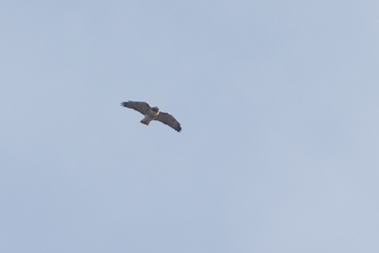 Red-tailed Hawk (borealis) - ML21355761
