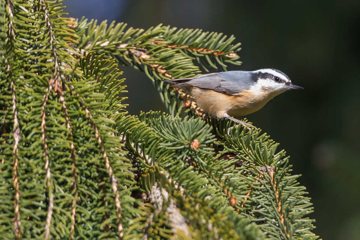 Red-breasted Nuthatch - ML21355781