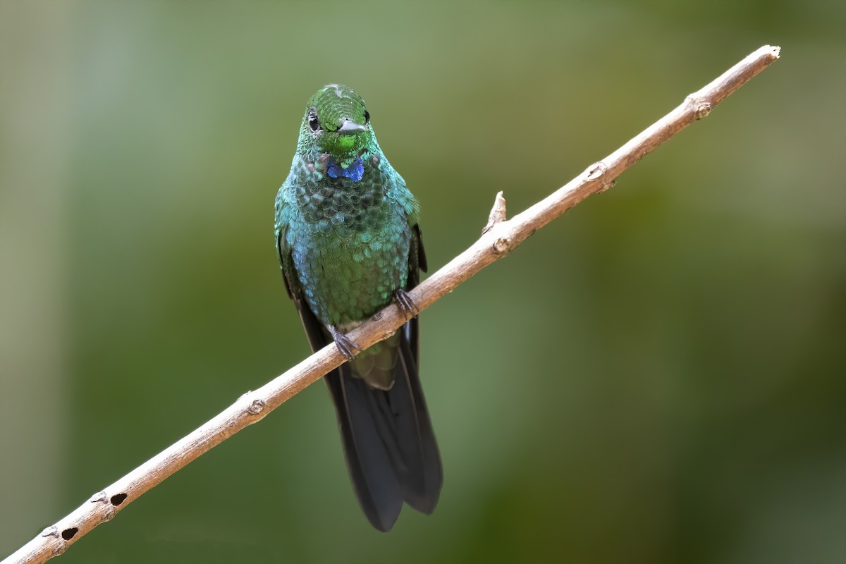 Green-crowned Brilliant - ML213559921