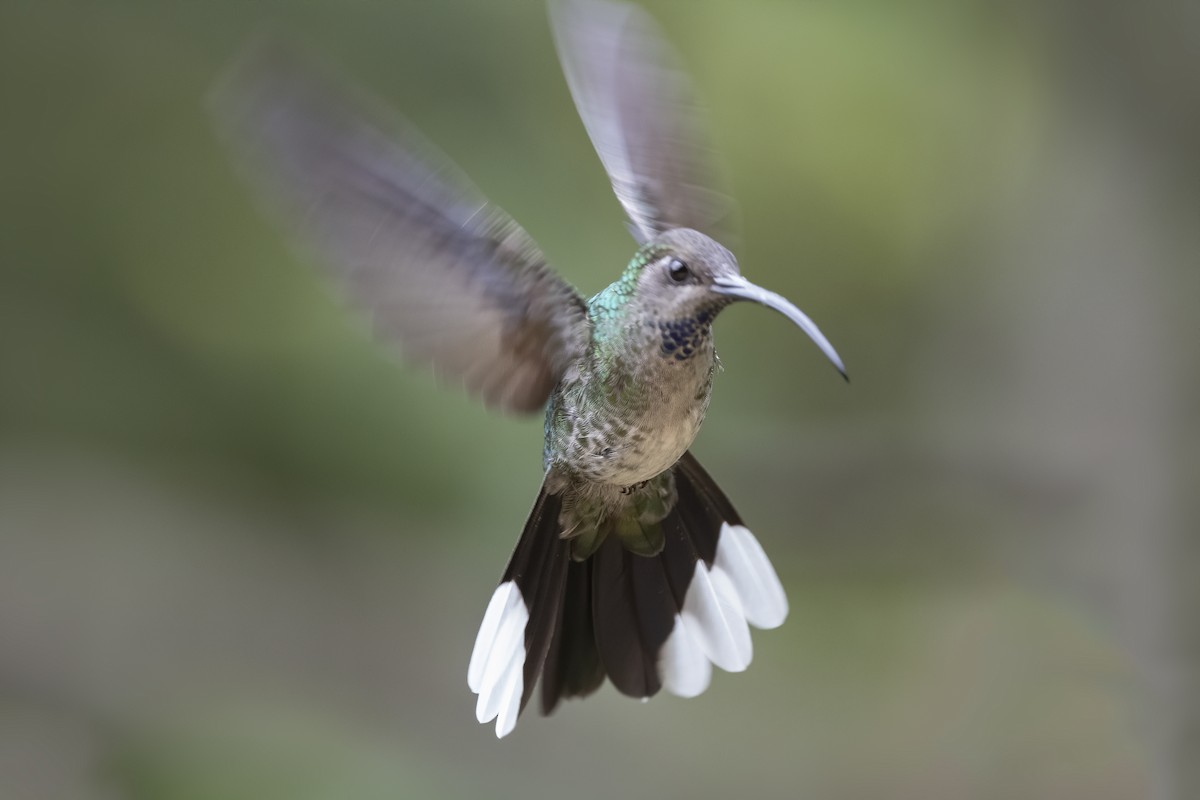 kolibřík fialkový - ML213560151