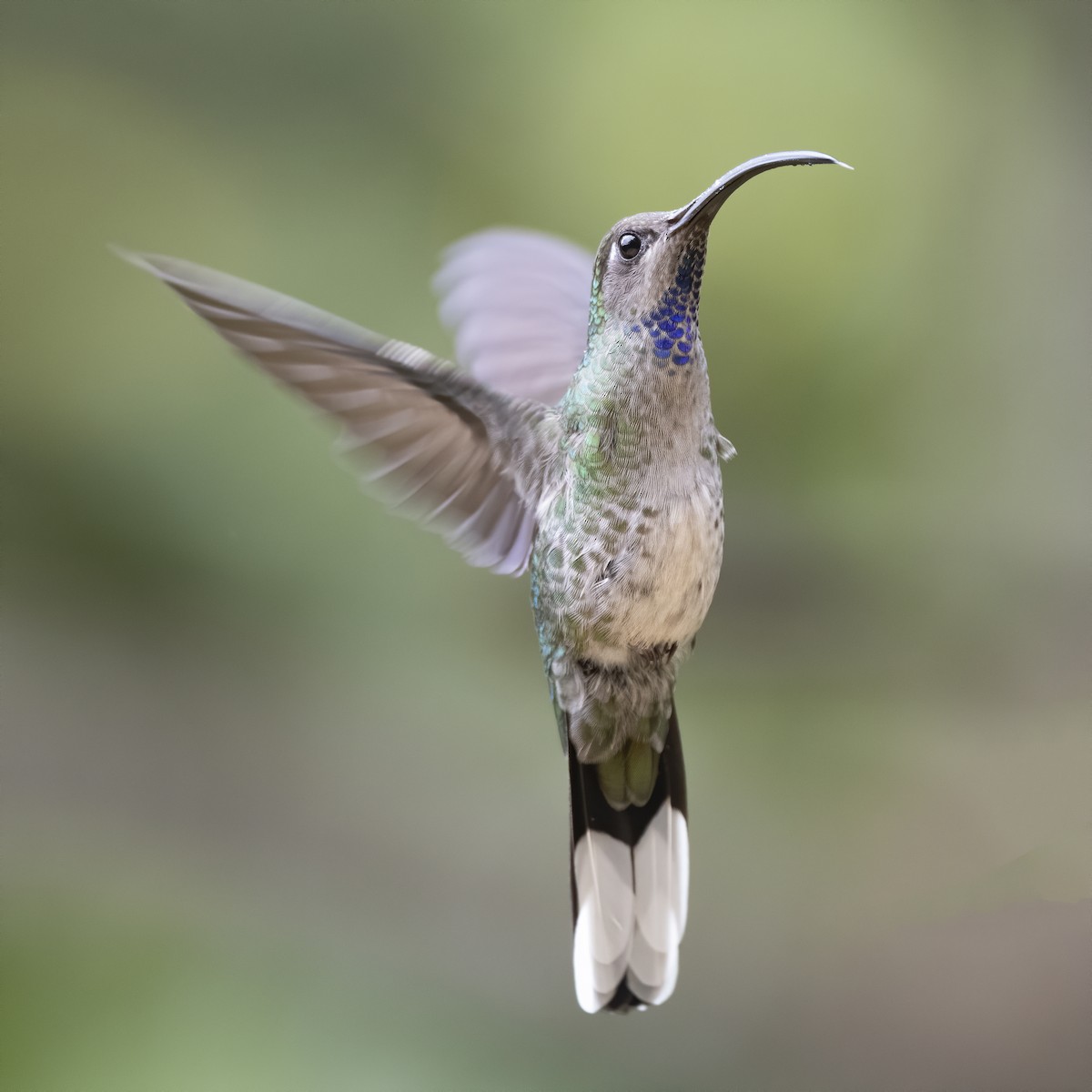 kolibřík fialkový - ML213560161