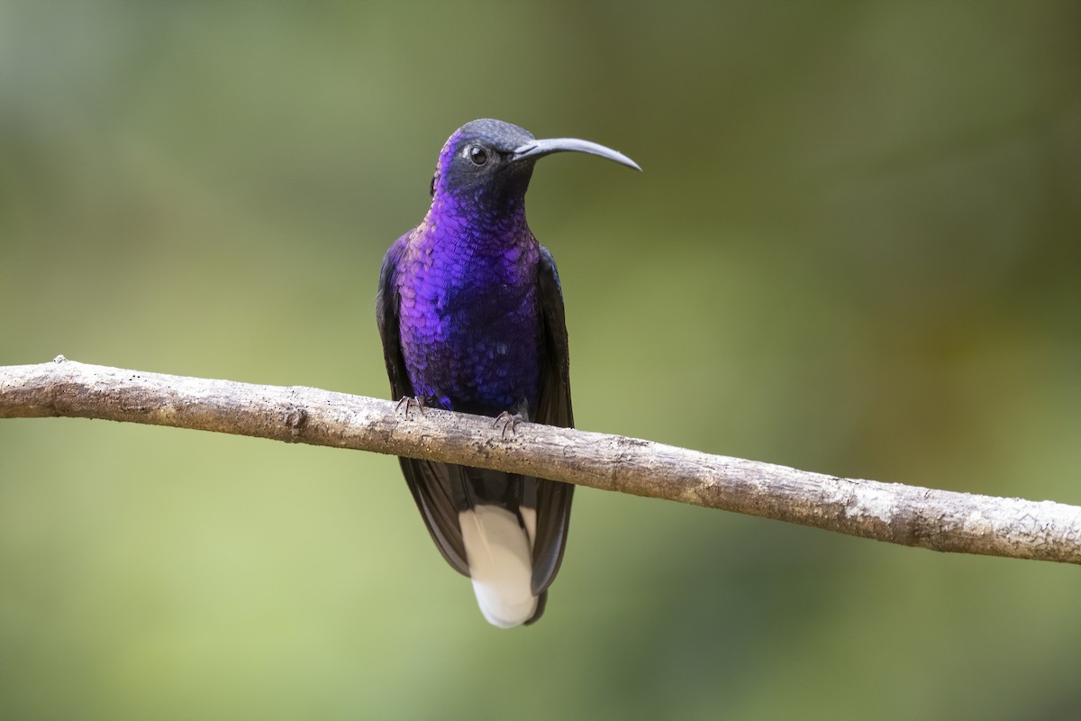 kolibřík fialkový - ML213560171