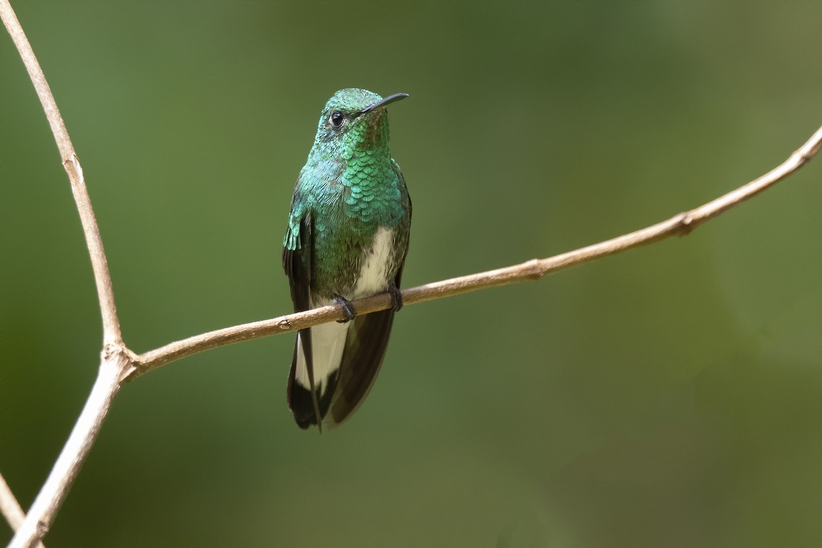 kolibřík zelenopláštíkový - ML213560381