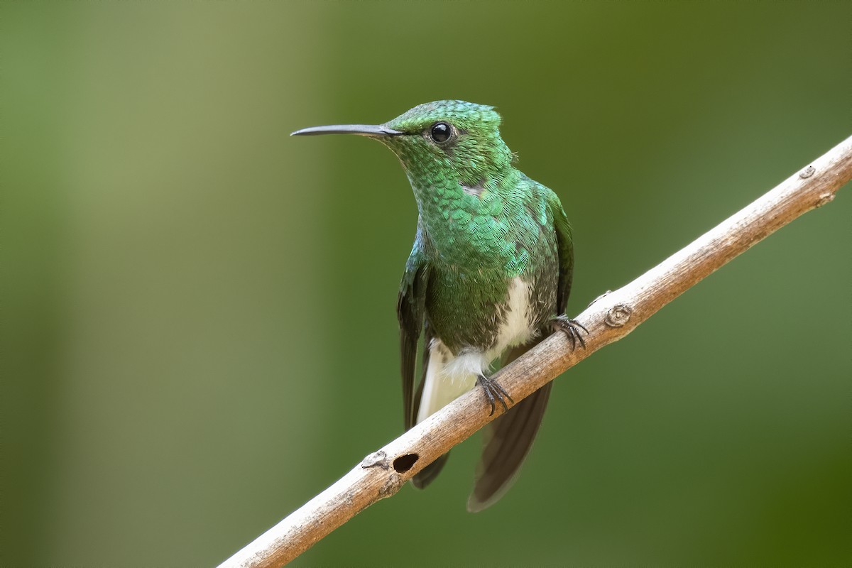 kolibřík zelenopláštíkový - ML213560391