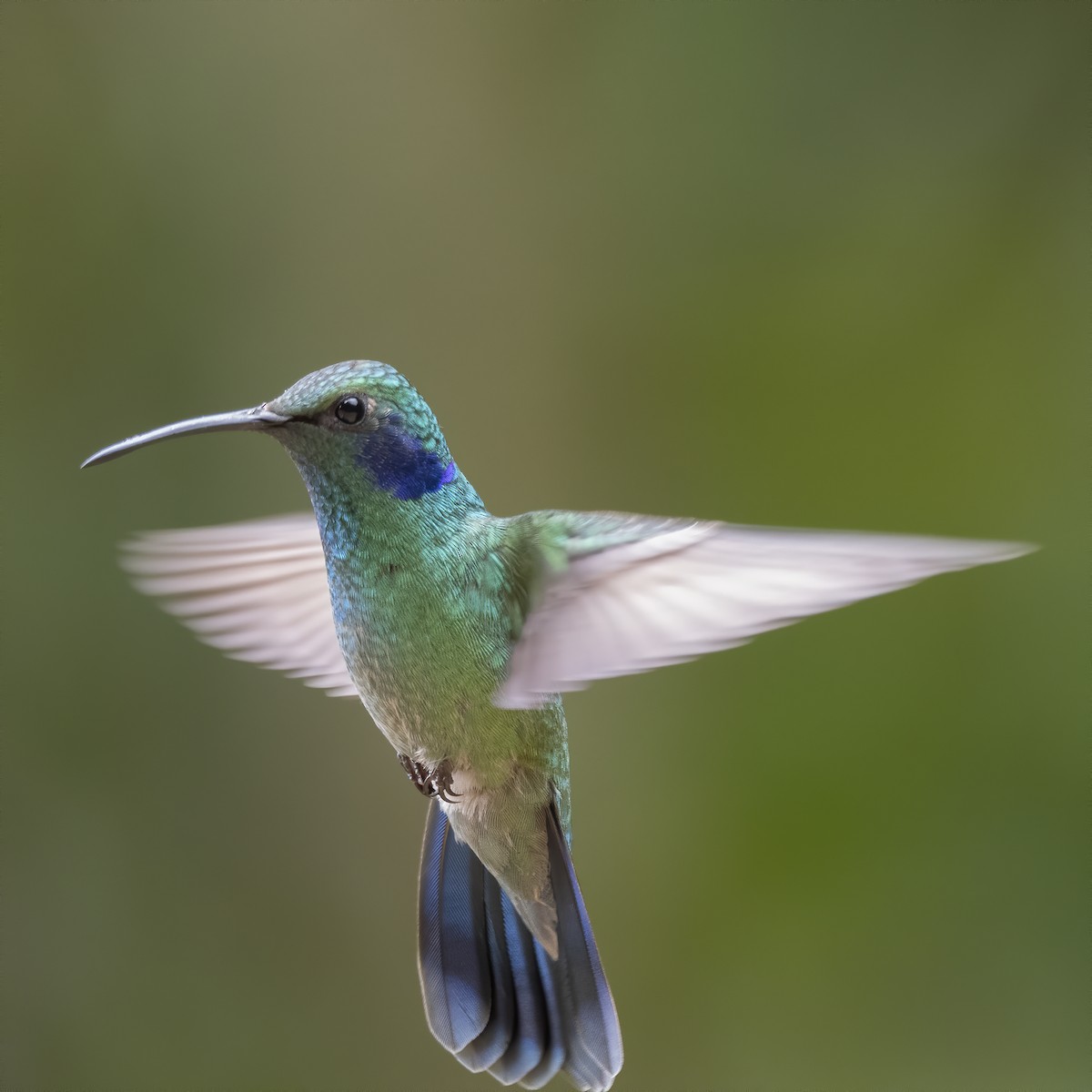 kolibřík modrouchý - ML213560551