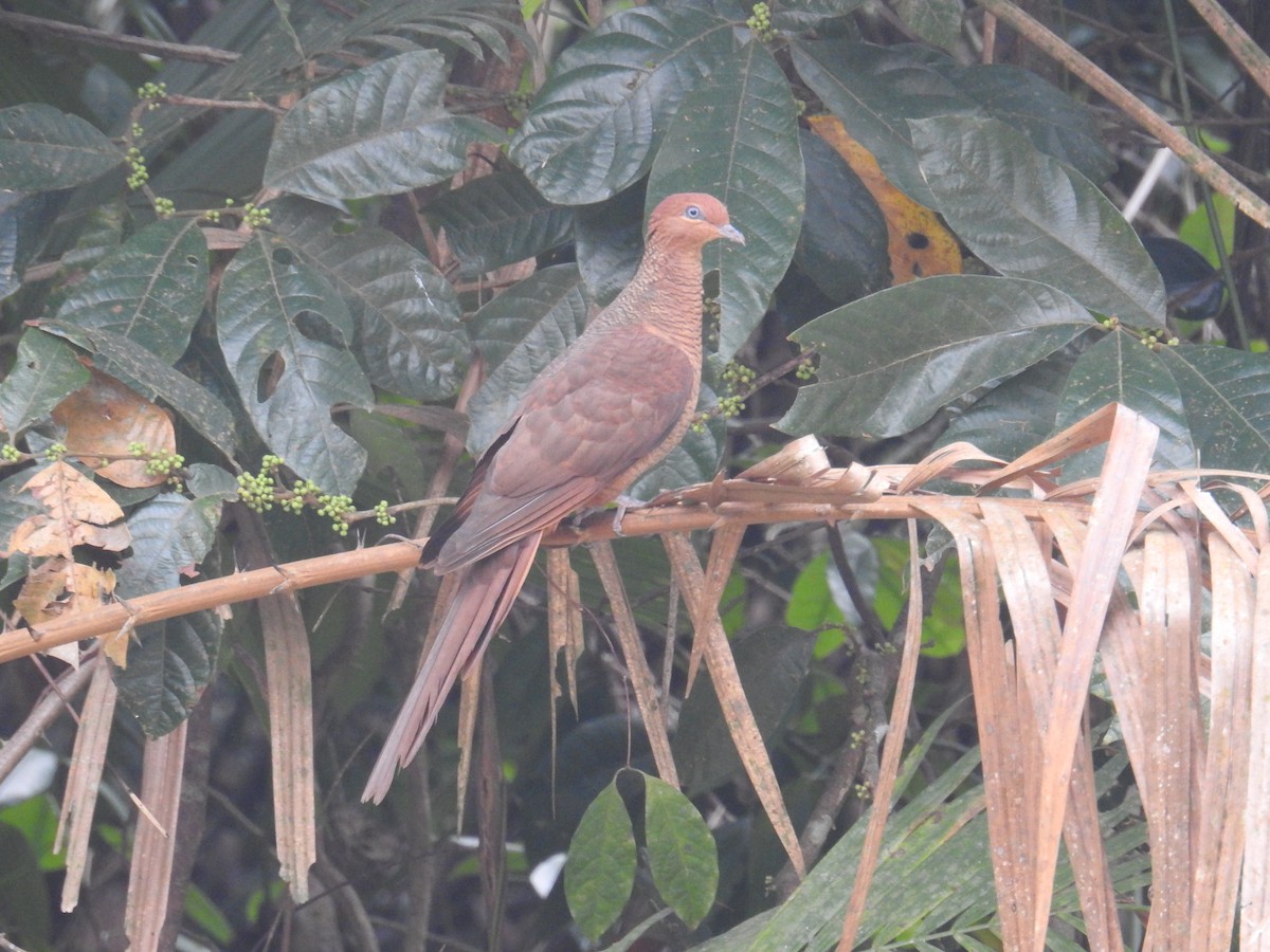 Andaman Cuckoo-Dove - ML213561061