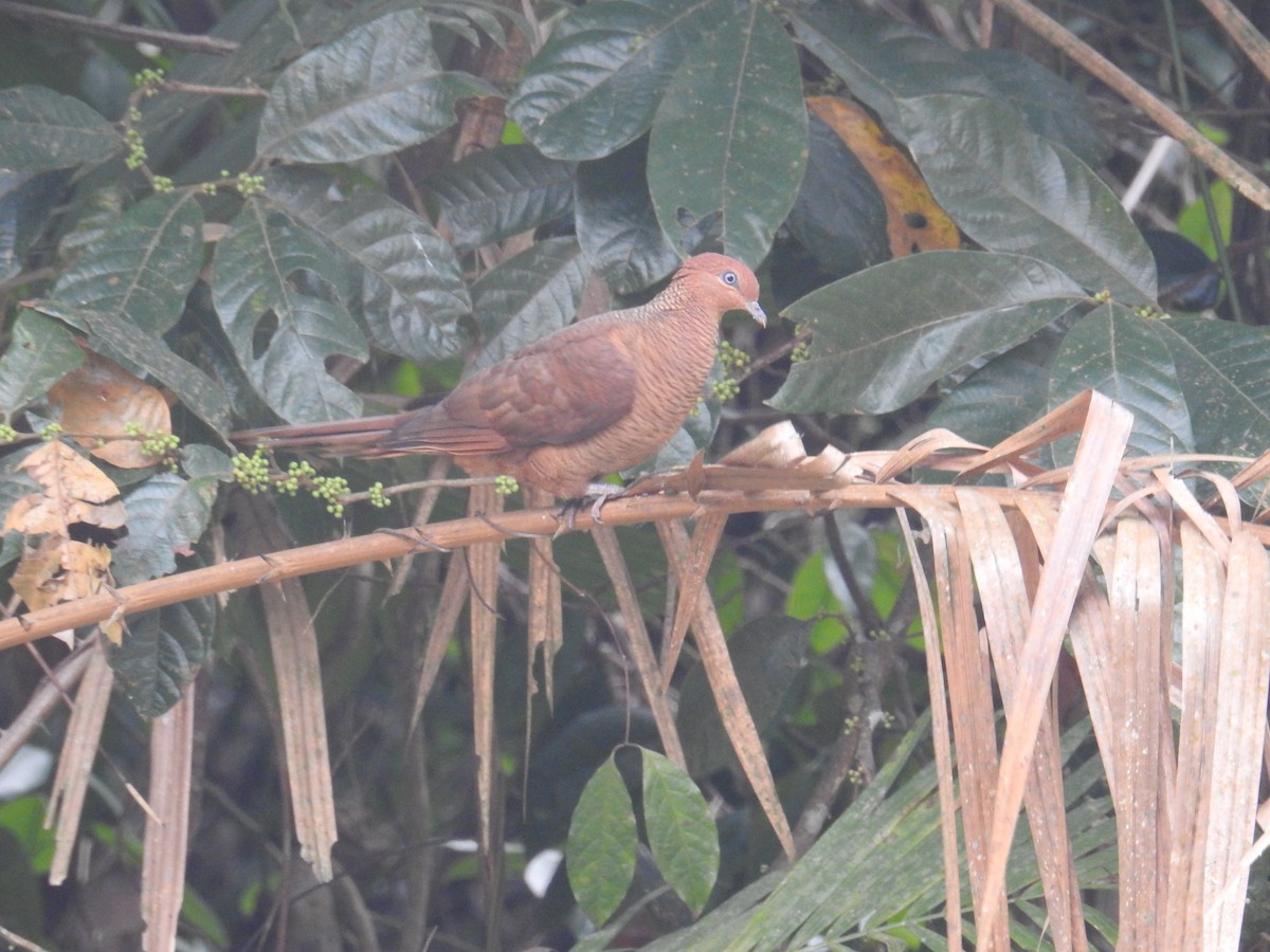 Andaman Cuckoo-Dove - ML213561071