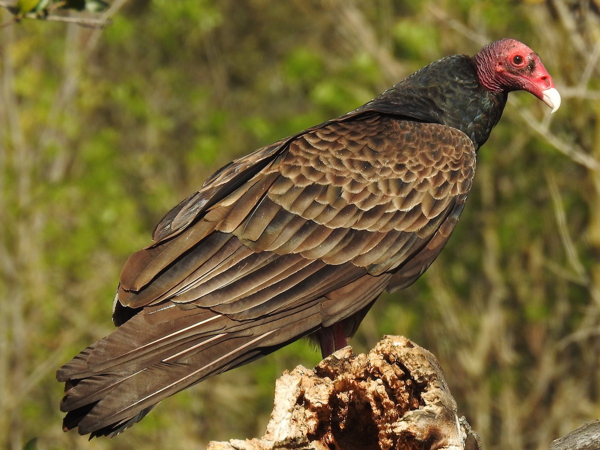 Turkey Vulture - ML213563551