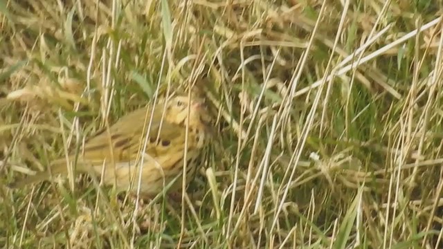 Olive-backed Pipit - ML213564911