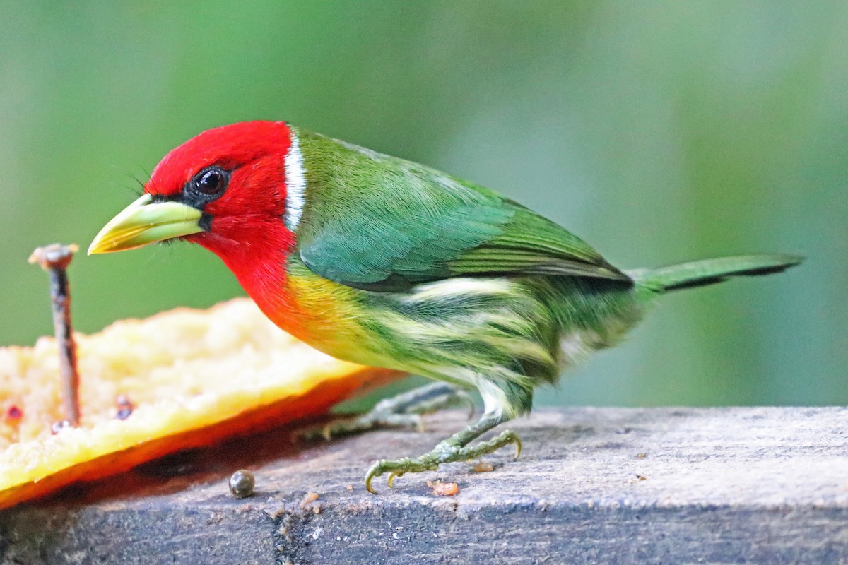 Red-headed Barbet - Greg  Griffith