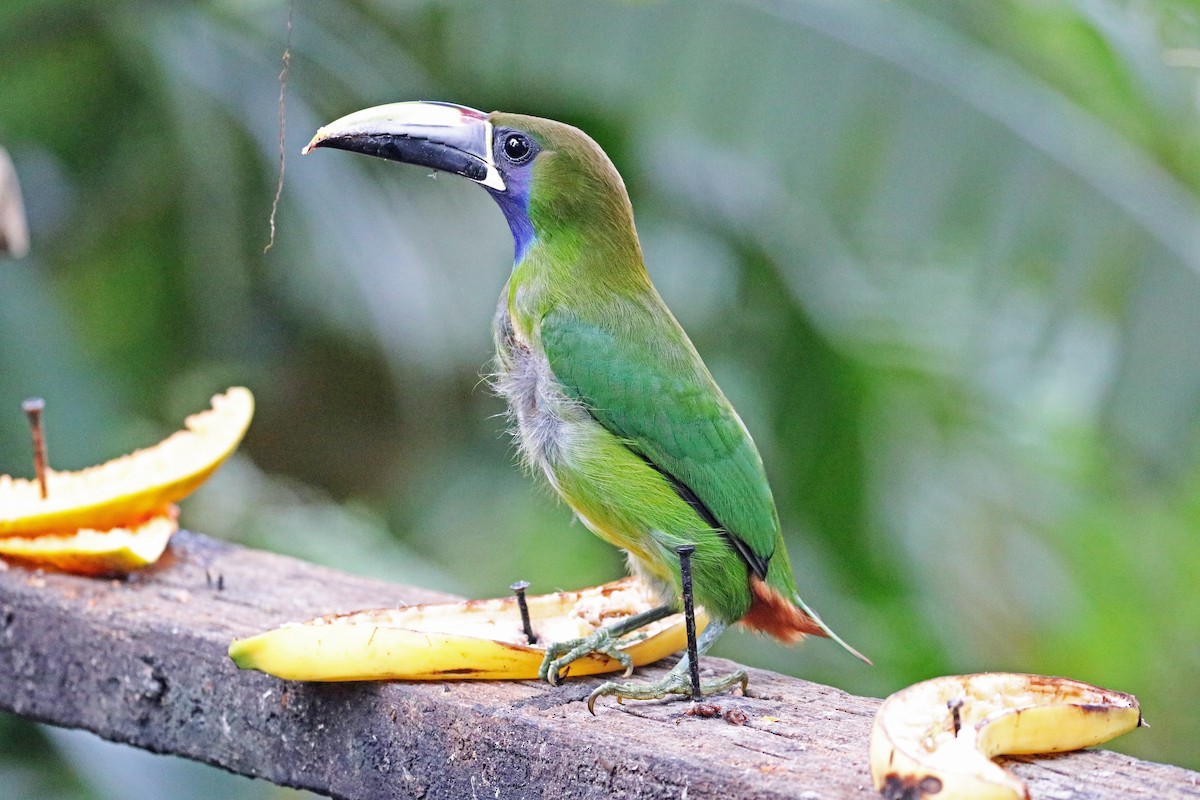 Northern Emerald-Toucanet - Greg  Griffith