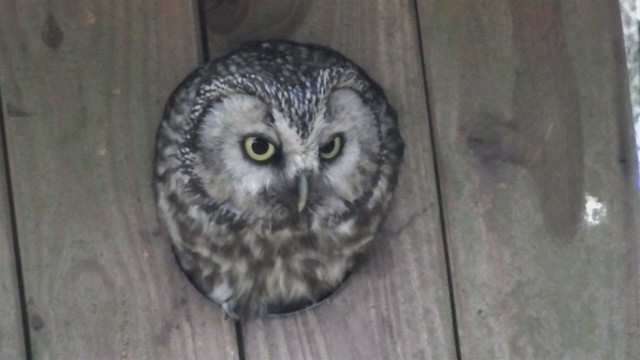 Boreal Owl - ML213565611