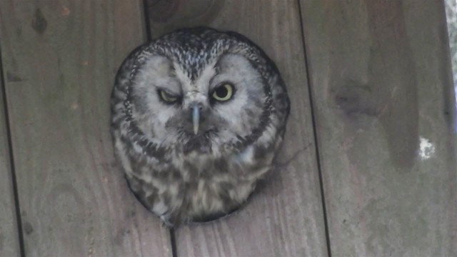 Boreal Owl - ML213565641