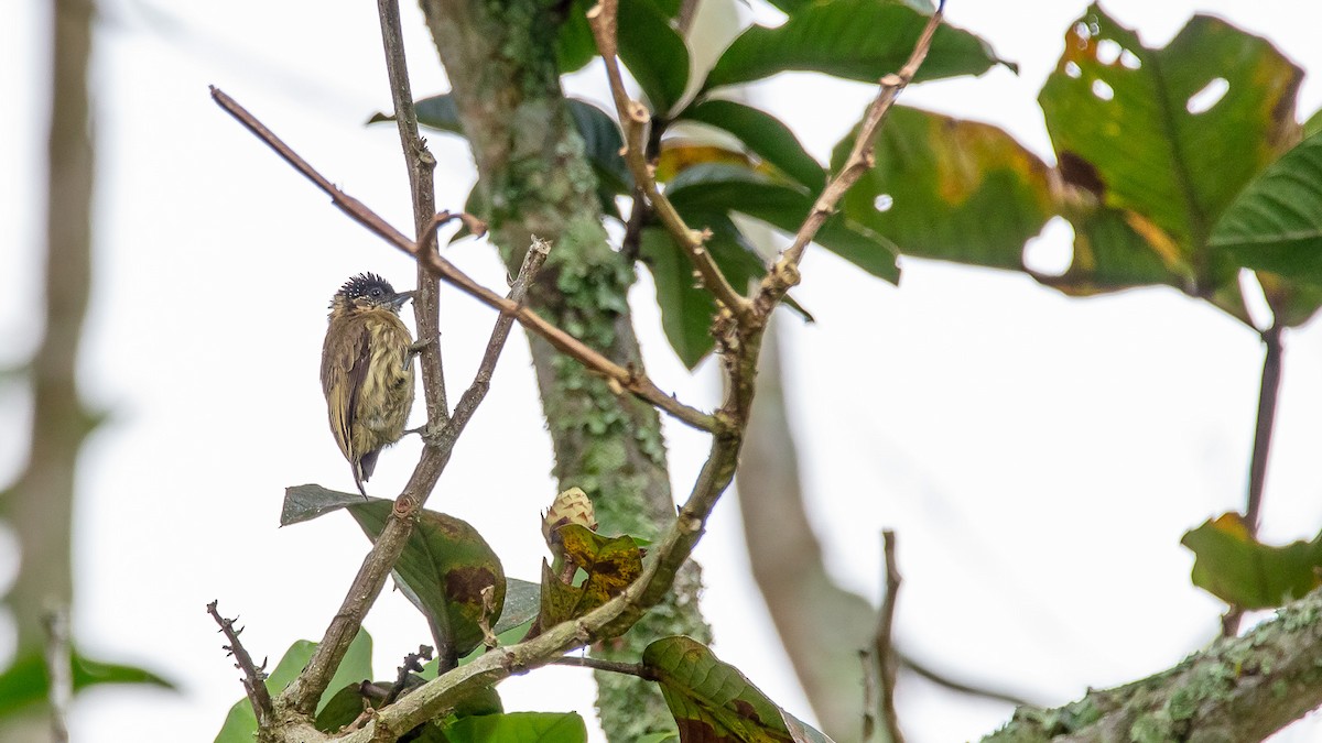Olivaceous Piculet - ML213565821