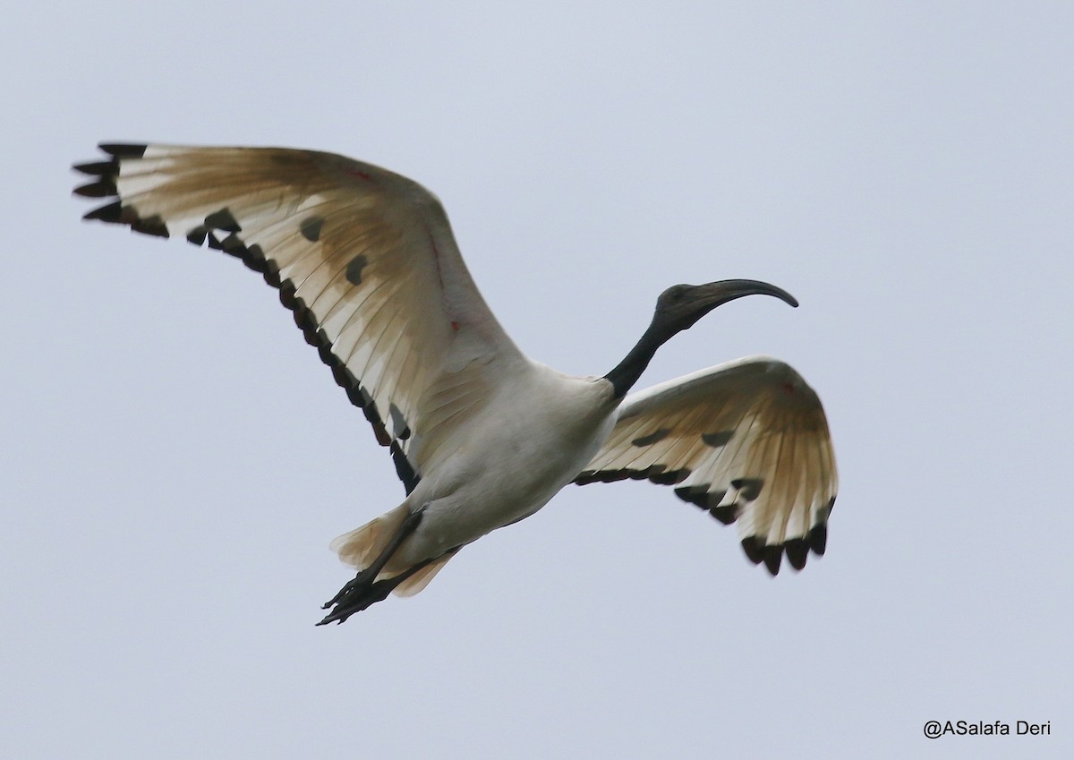 ibis posvátný - ML213566521