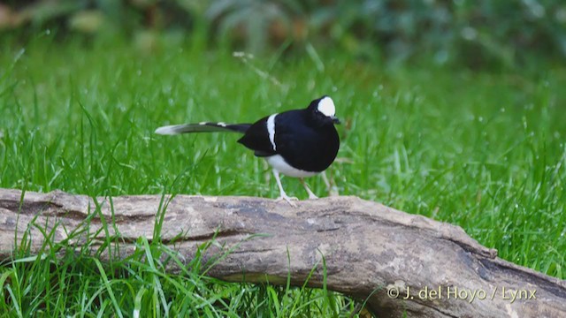 White-crowned Forktail - ML213566781
