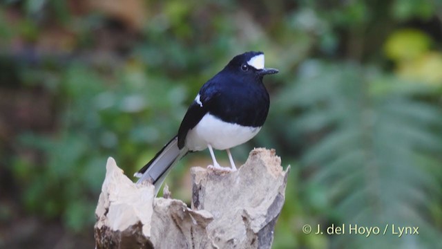 White-crowned Forktail - ML213566821