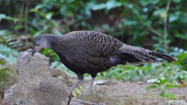 Gray Peacock-Pheasant - ML213567391