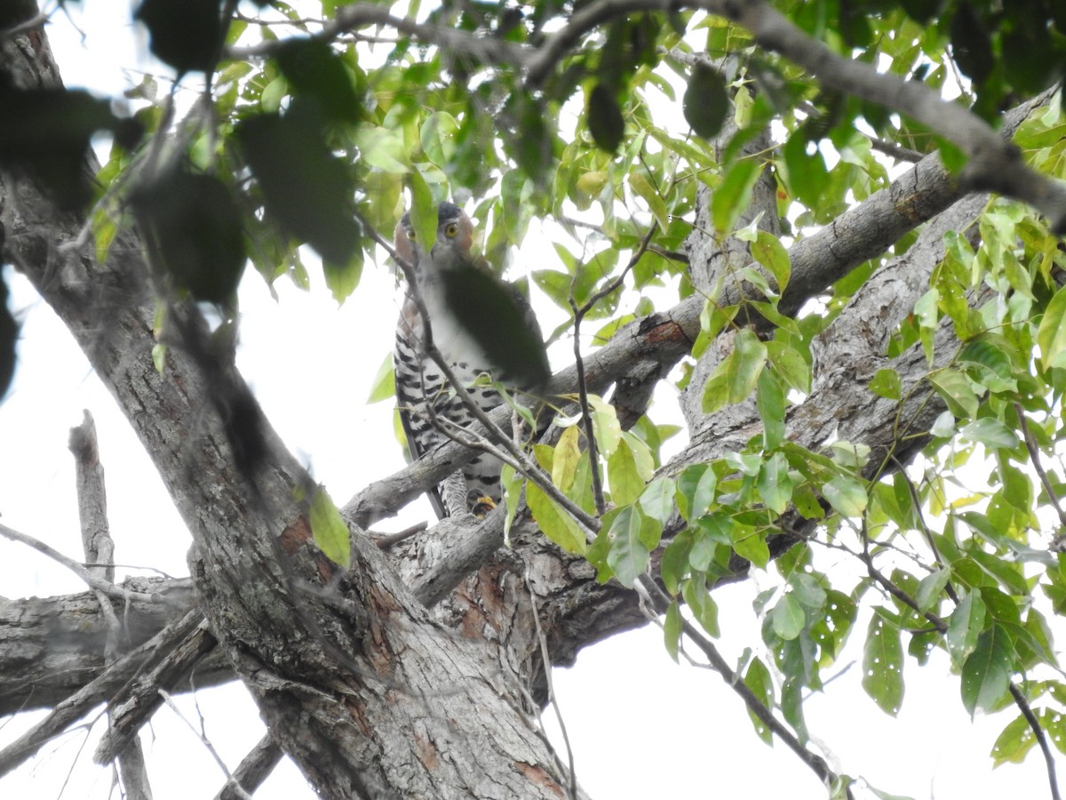 Ornate Hawk-Eagle - Josué Peña - Jota Travels - Birding Tour