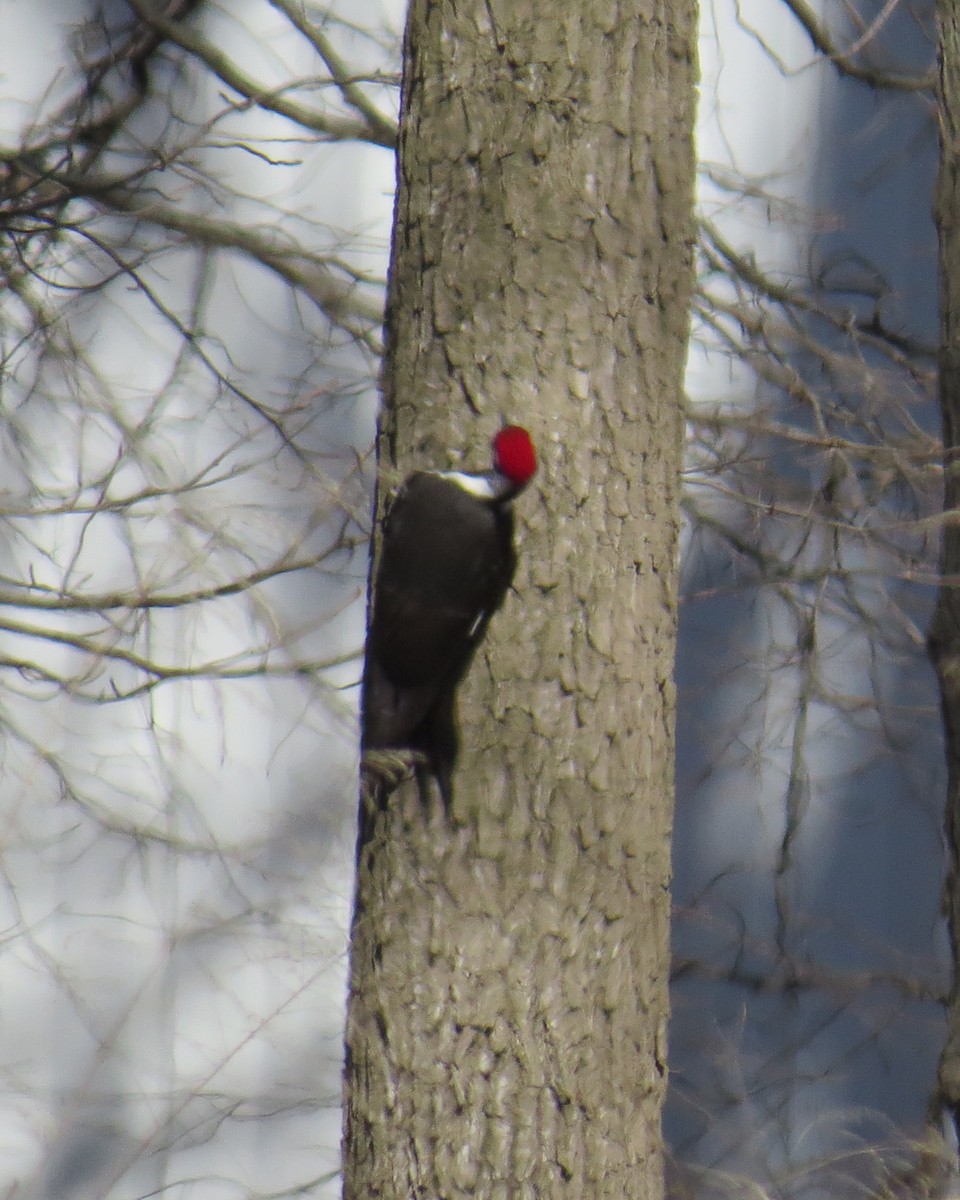 Pileated Woodpecker - ML213569061