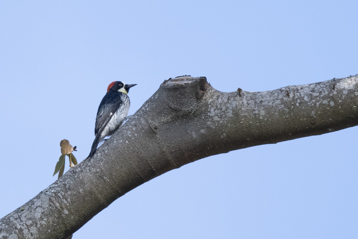 Acorn Woodpecker - ML213569361
