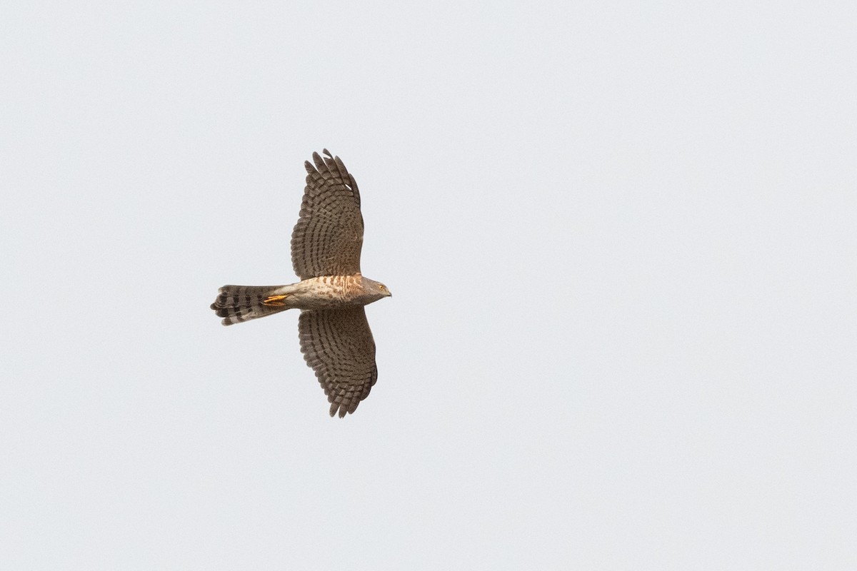 African Cuckoo-Hawk - Hans Norelius