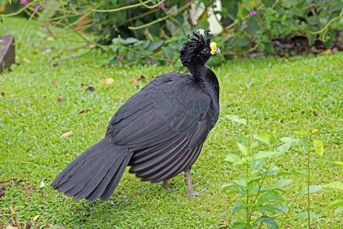 Great Curassow - Greg  Griffith