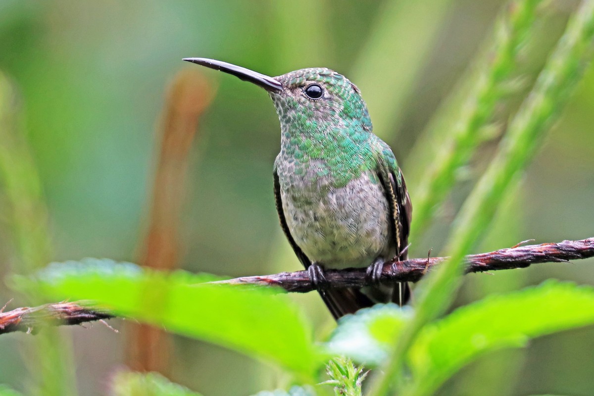 Scaly-breasted Hummingbird - Greg  Griffith