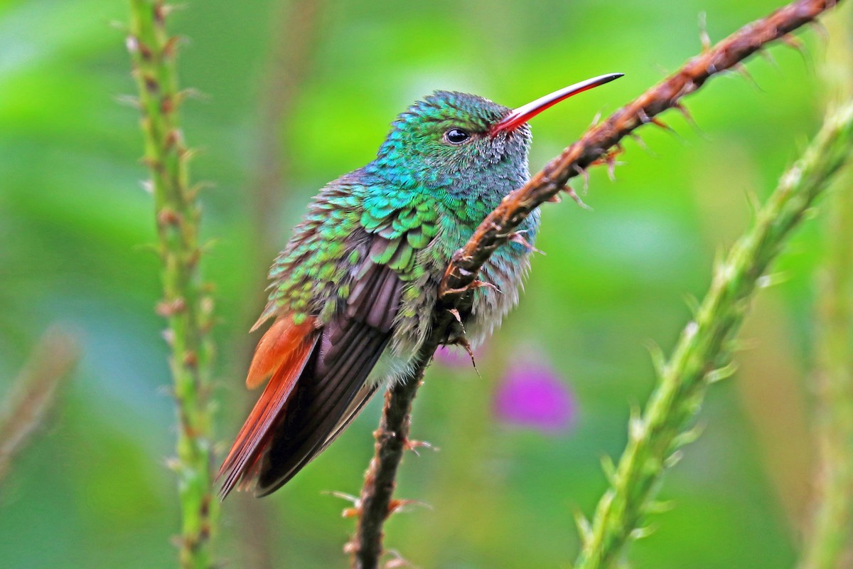 Rufous-tailed Hummingbird - Greg  Griffith