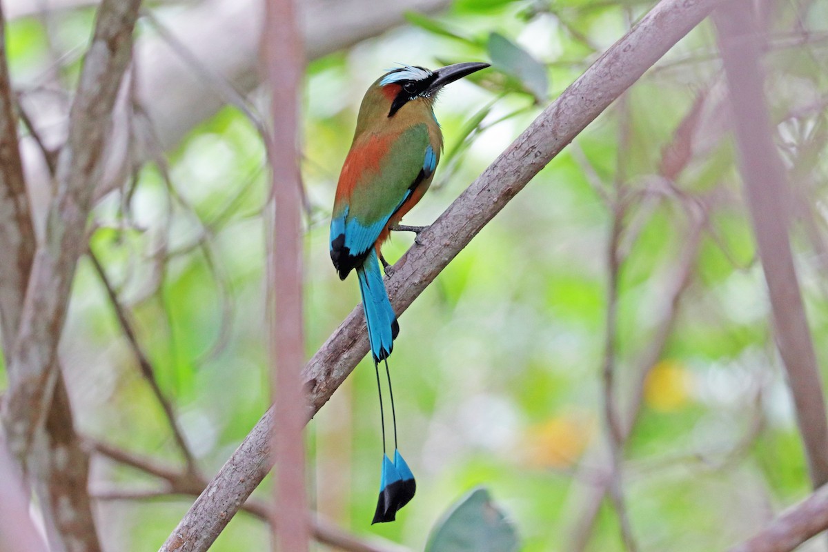Turquoise-browed Motmot - Greg  Griffith