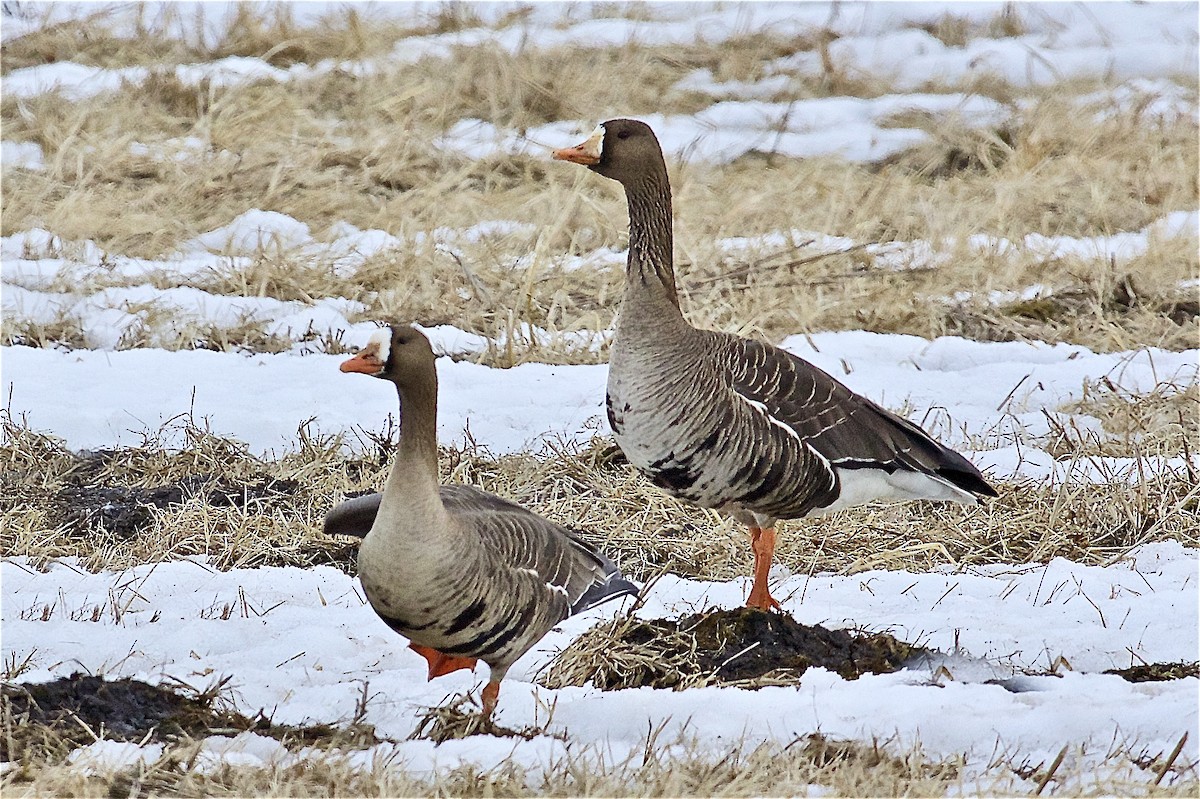 Greater White-fronted Goose - ML213574561