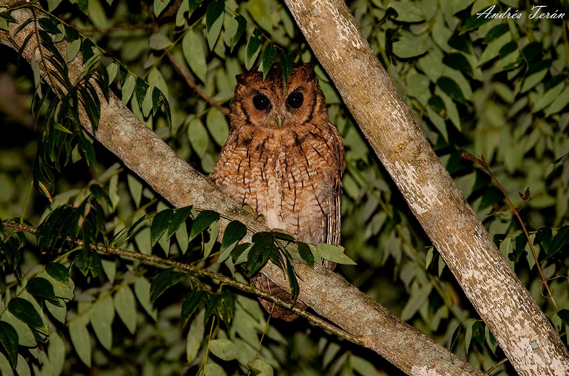 Long-tufted Screech-Owl - Andrés  Terán