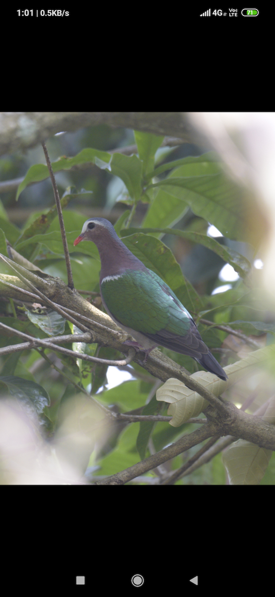 Asian Emerald Dove - biswajit singha