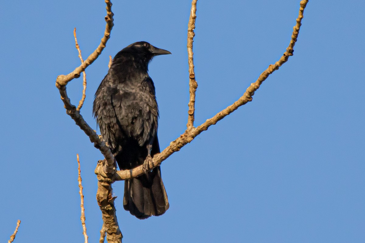 American Crow - Matthew Plante